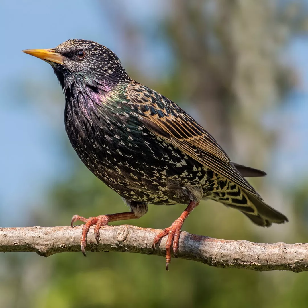 Der Star - Wissenswertes wie Aussehen & Nahrung des Vogels