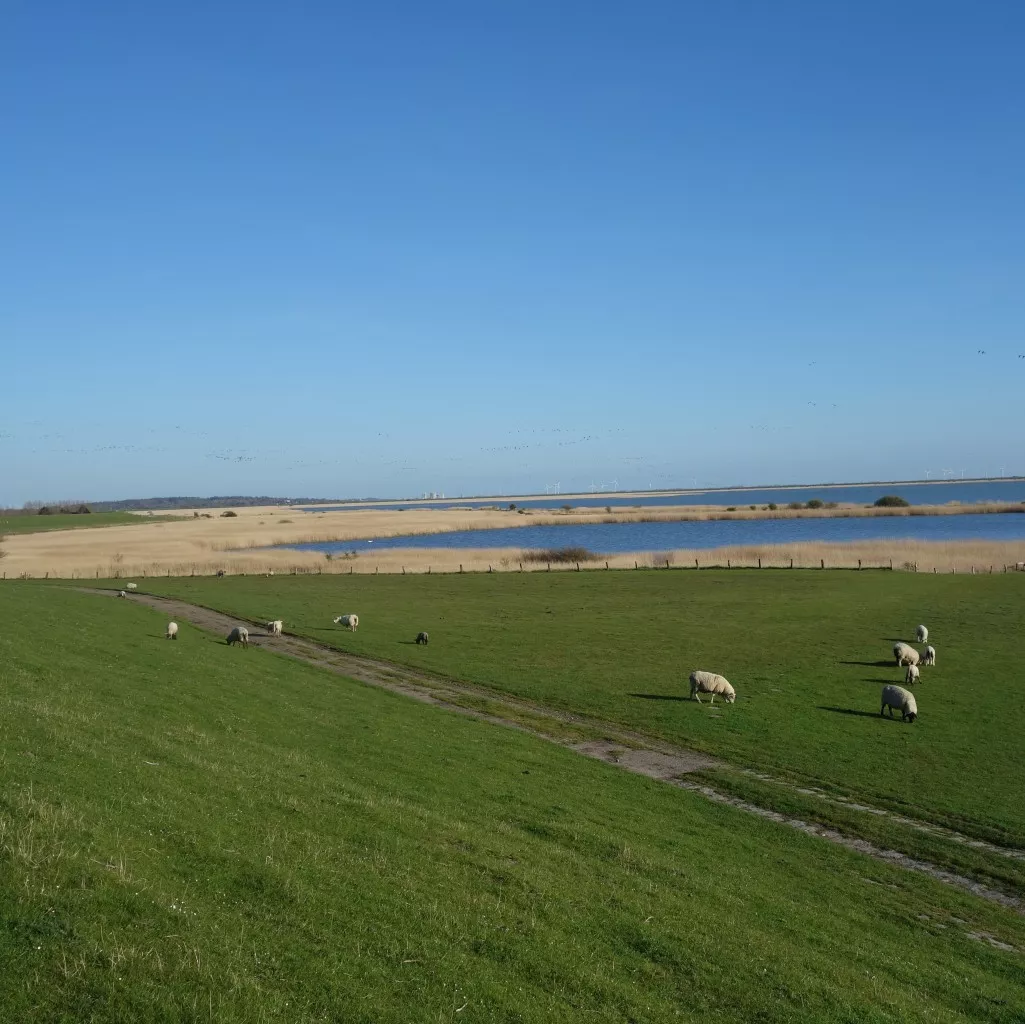 Naturschutzgebiet Beltringharder Koog