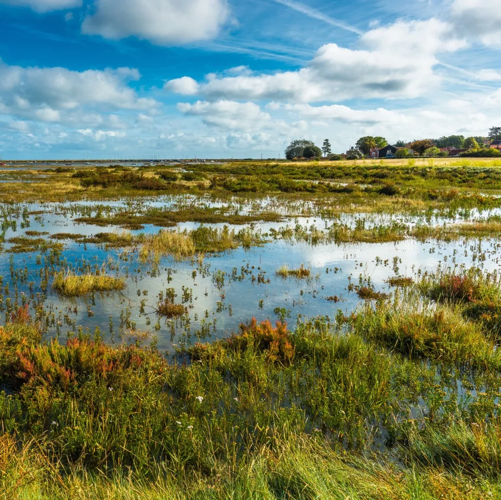 Salzwiesen Nordsee Nordstrandischmoor